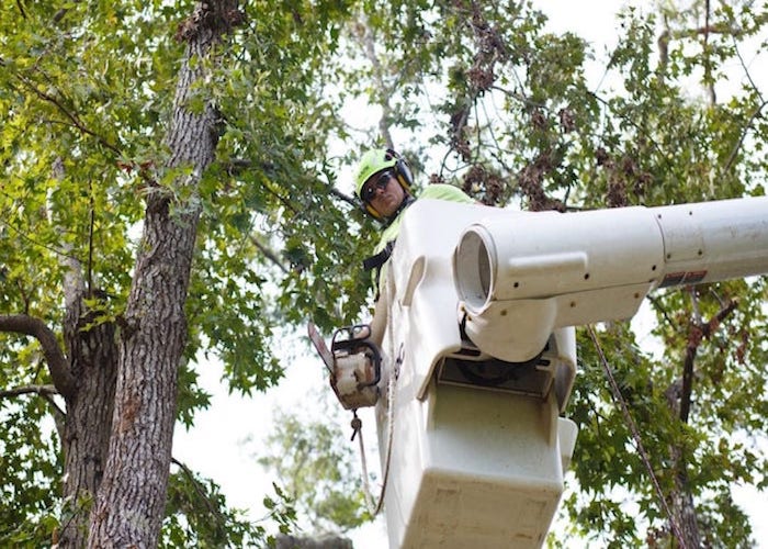 Tree trimmer in bucket truck working on a silver maple