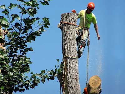 Large tree removal service in West Des Moines, IA