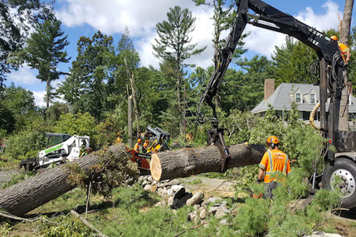 Tree service workers removing a fallen tree