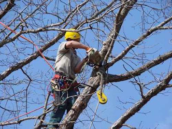 Tree trimming service work
