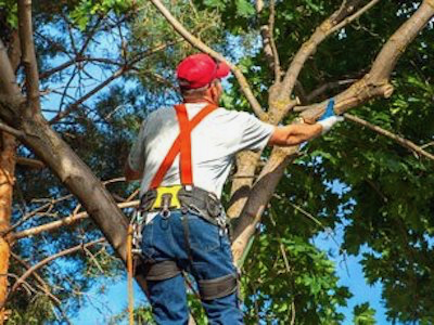 Tree trimming service using hand shears