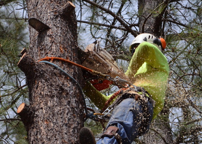 Tree worker cut main trunk of a Douglas fir tree