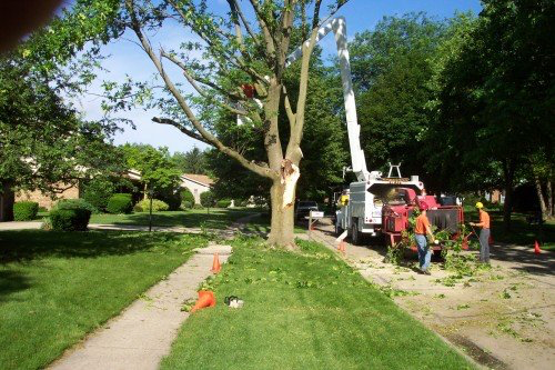 Tree services work on neighborhood street